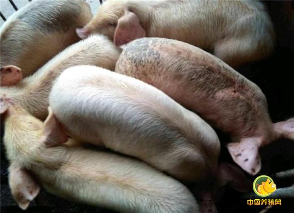 第六招：对比发现，部分猪的皮肤和其他猪的皮肤不一样，而且过一段时间，猪的样色又统一样颜色了。这是大规模的传染病，切记，马上找收益治疗，不然会引起大规模疾病的爆发。
