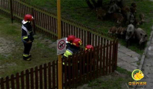 就这样发生了“消防员和猪PK”的场景。消防员合力阻止野猪拱栅栏。
