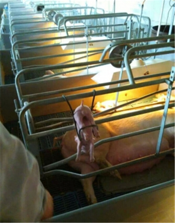 把小猪倒挂在阉猪神器上，很方便的能进行阉割，省人省力。
