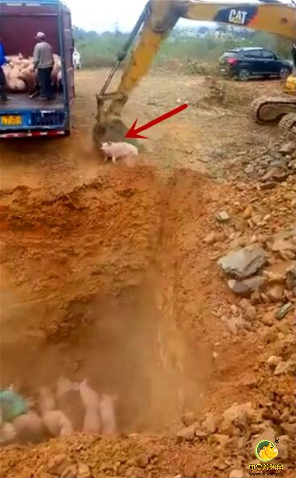 这个猪是活生生的被推进坑里，这头猪还想跑。