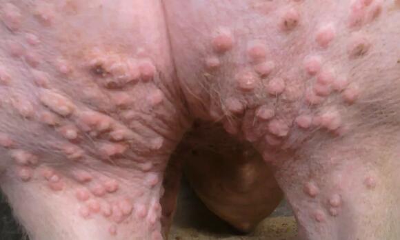 猪最容易出现的这5种皮肤病，80%的养猪人学会了这些绝招！
