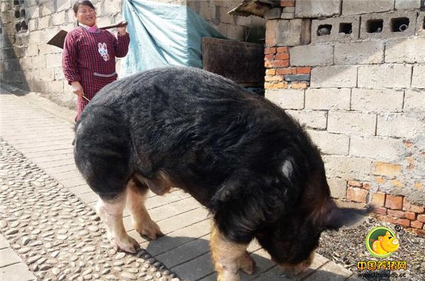 大别山区安徽省霍山县衡山镇农妇刘家兰正在赶猪，这头猪可不一般，是本土良种猪“黑寿猪”种猪。