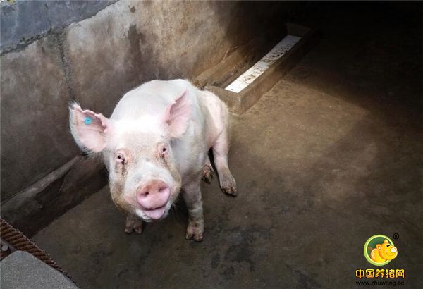  大别山区农妇饲养4头猪，长到500多斤，靠一项技术年收入10多万元