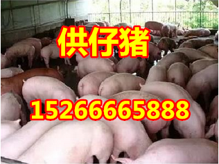 山东仔猪价格15266665888