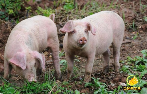 养猪人诊断猪病往往存在这六个误区！