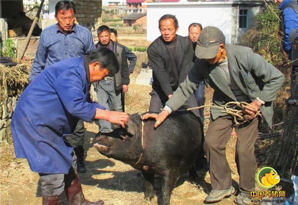 农村里面很多人都会养几只猪，治疗猪病的土方法也还有很多。这些土方有时候比打针吃药还管用，用得好了高效又省钱。