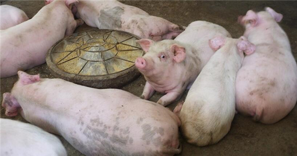 2018年4月17日，湖北宜昌市夷陵区黄花镇上洋村，一户农家用颗粒饲料饲养数十头肉猪。等到这些肉猪出栏的时候，能赚钱吗？