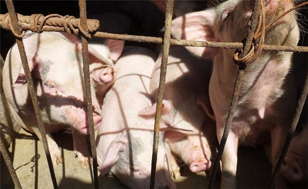  肉猪聚在猪圈门口晒太阳。 现在市场上卖的猪肉，是不是越来越不好吃了呢？