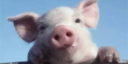 寄养仔猪何时接触母猪为宜，提高寄养成功的管理技术有哪些？在注射铁剂后，仔猪死亡的原因是什么？