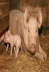 养猪场的真话分享养猪多年的4个猪场常用技术管理问题