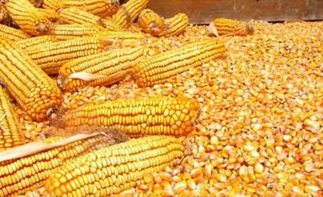 汉江养殖场长期求购玉米碎米油糠麸皮薯粉次粉等饲料原料