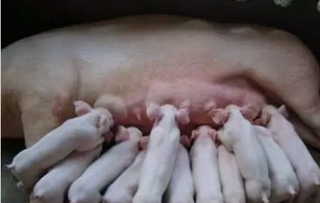 母猪的乳房炎,在母猪中发病率极高,虽然有很多疗法,但都不尽如人意,很头痛!