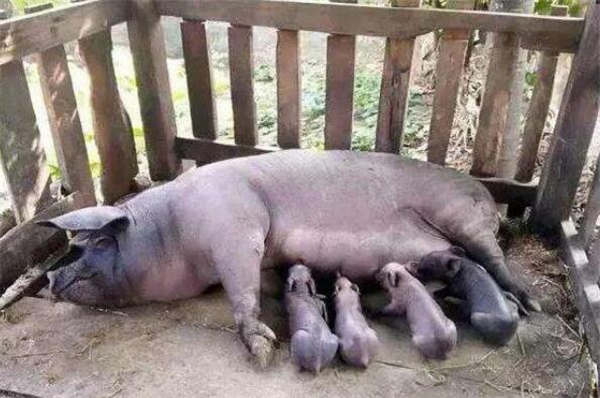 农村一户人家饲养的一头母猪诞下一只奇特猪婴，全村开始沸腾！
