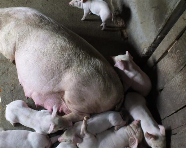 2018年5月29日，湖北宜昌市夷陵区鸦鹊岭镇田畈村三组，农妇周大妈饲养的母猪、仔猪、肉猪，惹人喜爱。