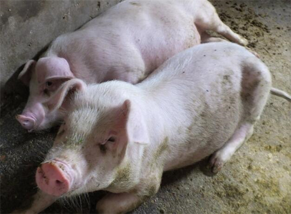 周大妈说，目前肉猪价格已经跌至3.8-4.2元一斤！吃猪肉像吃白菜一样！