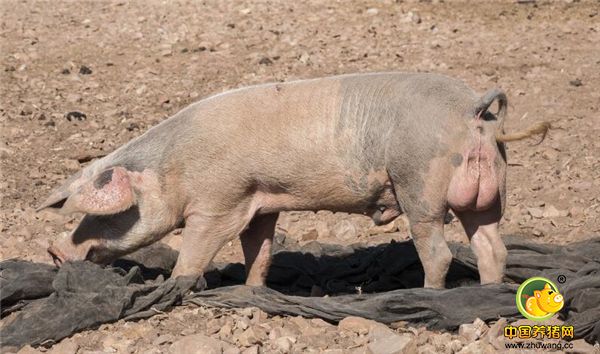 农村散养户越来越少，养猪户今年能否赚钱，带你去认识一下这些猪