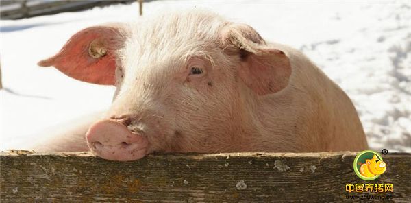 这是德国农场里的外国猪。