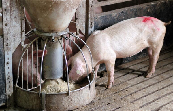 一、 做好饲料管理：加强饲料管理就是要把好饲料质量关，选择清洁干净、霉菌毒素低的饲料，会降低猪只患病风险，提高采食量，降低猪料肉比。