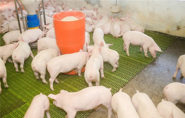 猪市萎靡，如何才能最大限度的降低饲养成本，减少猪场损失呢？