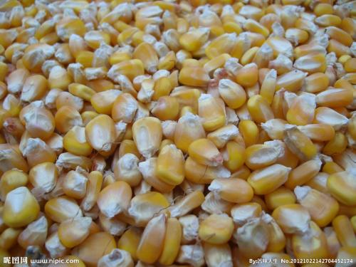 长期大量收购玉米黄豆高粱荞麦碎米等