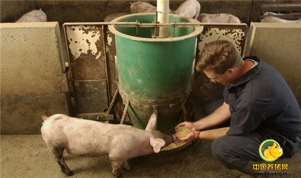 2、要选择适合的饲料 养猪的一个很大的成本就是饲料，选择适合的饲料的往往会降低猪场成本，降低猪只的淘汰率。