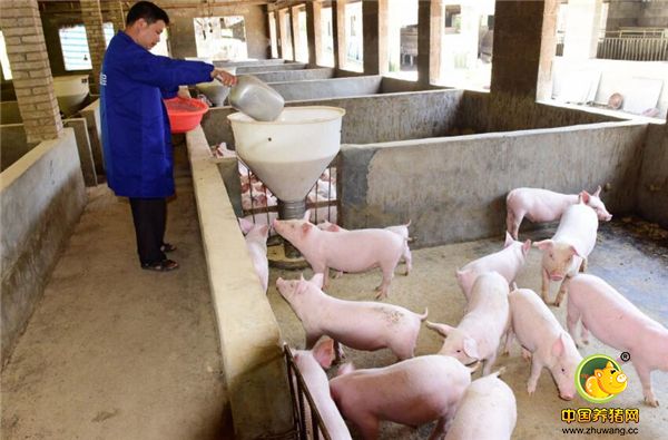 他为自家的家庭农场取名叫绿色家园家庭农场，建立起了大沼气池，今年，他的家庭农场还有70个母猪，小猪300个。