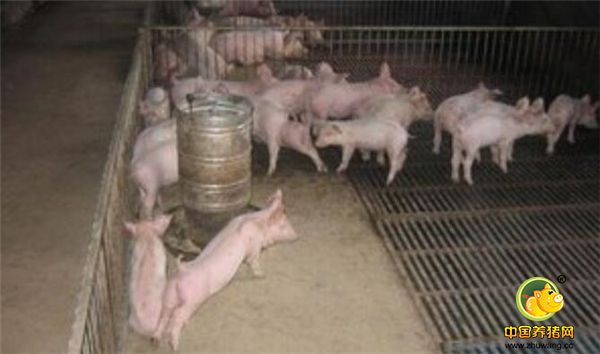 自动采食，猪群长得快有健康