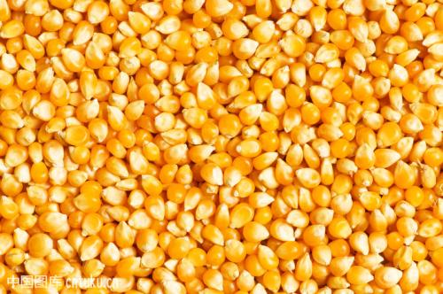 为保障养殖生产需要；汉江常年求购玉米黄豆碎米荞麦苦荞