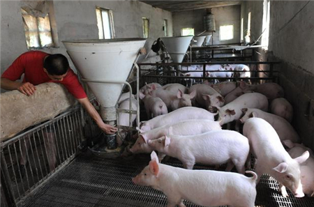 养猪人注意：每年八月，猪场这个病最易引起猪瘟！