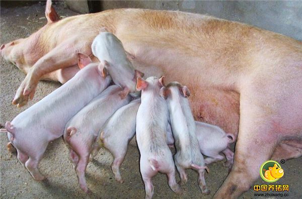 流行性腹泻是近年来伤亡猪最大的一种病，但接触过这种病的养殖户会发现，死亡的猪绝大部分是刚出生不久的哺乳仔猪，而日龄大的猪伤亡很小，而成年猪几乎很少死亡。这是什么原因呢？