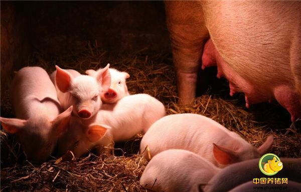 仔猪出现腹泻，养殖户首先这样做，可减少仔猪死亡！