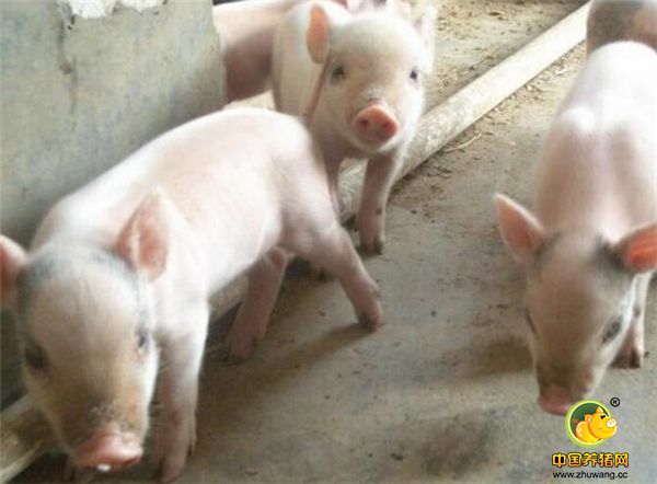 寄养仔猪在寄养前一定要让其吃初乳，因为母猪的初乳含有丰富的母源抗体，能有效提高仔猪的抗病能力。不吃初乳就寄养的话，仔猪的伤亡率太高。