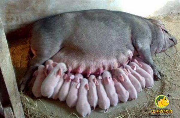 被寄养的母猪要有很好的母性、脾气温顺、奶水充足，能给所有仔猪提供足够的营养物质，最好被寄养的母猪是经常母猪。
