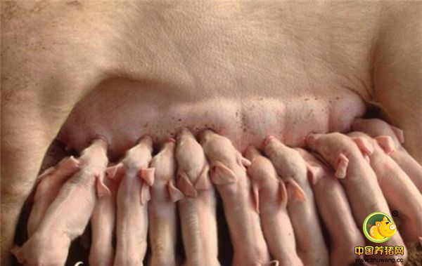 被寄养母猪产仔时间和奶水少母猪产仔时间不多于3天为宜，生产较晚的母猪寄养，以防寄养的仔猪过小争抢不到乳头。