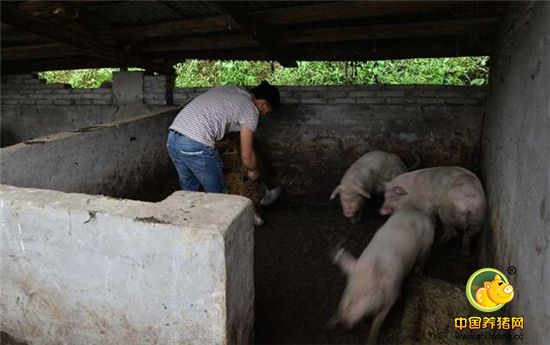 他说，得把这些仔猪喂养好，送到农户家中才好喂养，好喂养，他的生意才会好。