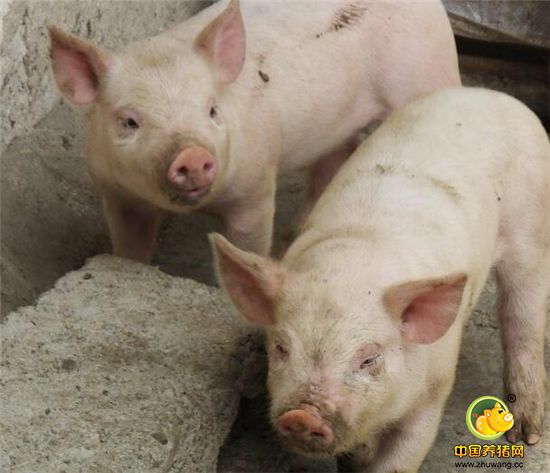 这些小猪是农家自己饲养的母猪繁殖的。