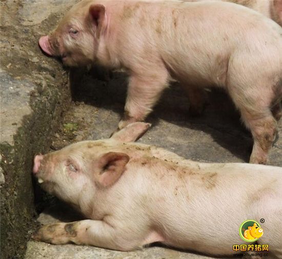 仔猪可以出售，也可以养大成为肉猪出售，将给农家带来不菲的经济收入。