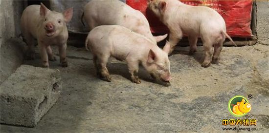 猪圈上的猪饲料口袋，印证了这些小猪不仅吃奶，还吃着颗粒饲料。 农家养猪，必须用颗粒饲料吗？