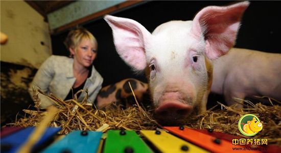 英国新堡，新堡大学农业、食品和农村发展学院凯瑟琳·道格拉斯博士领导的团队研究发现，猪会根据它们被对待的方式而感到乐观或者悲观。
