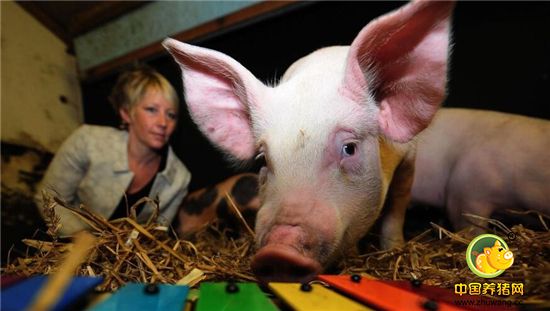 英国新堡，新堡大学农业、食品和农村发展学院凯瑟琳·道格拉斯博士领导的团队研究发现，猪会根据它们被对待的方式而感到乐观或者悲观。