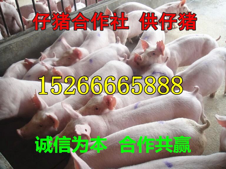 山东仔猪价格15266665888