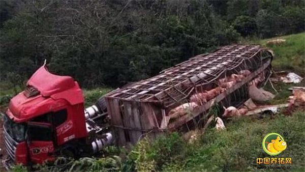 6月17日报道，6月10日，巴西一辆运送生猪前往屠宰场的卡车发生侧翻，车上装有价值约8000英镑（约70000人民币）的120头猪，车祸导致10多头猪当场死亡，许多猪被困。