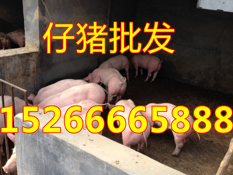 三元仔猪价格哪里便宜15266665888