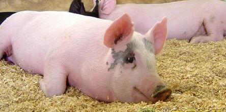 每年节省130亿元！可抵抗蓝耳病的转基因猪，你愿意养么？