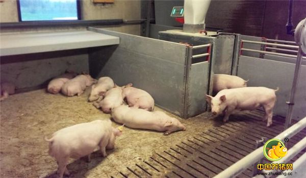 猪场里的小猪在享受生活
