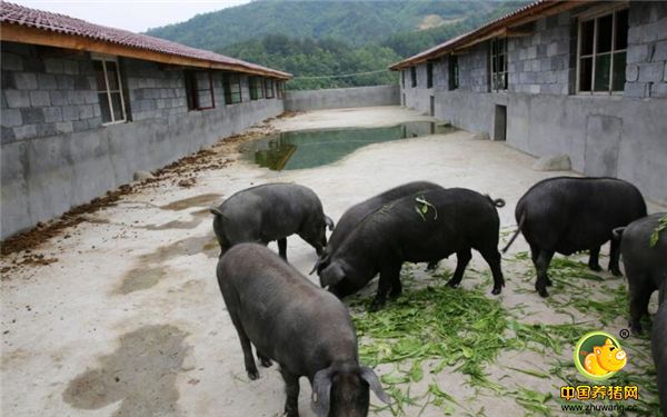 猪舍间有一片空地，陈林说这是给猪们准备的运动场。这里的猪存栏一年长200来斤，出栏前3个月就不再放猪进山了，而是让猪在猪栏进食，在猪栏旁的运动场运动，陈林说这样可以去除猪肉里的土腥味。
