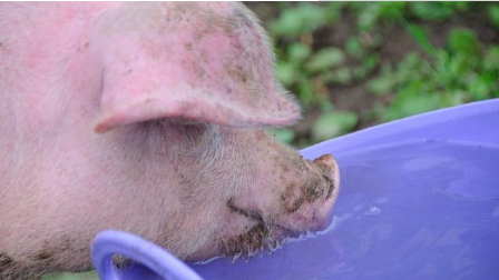 这项研究确定了一个简单的可提高猪躺卧专区清洁度的方法，这对于改善猪舍设计和最大限度地提高猪的福利具有重要意义。