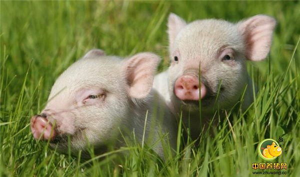 养猪人如何才能养好母猪，资深老手来帮你！