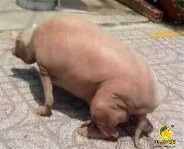 朋友上前一看究竟，原来是一只猪背对着人们，坐在地上，朋友心想，这是谁家的猪，不在家里好好养着，怎么跑到路上坐着呢？