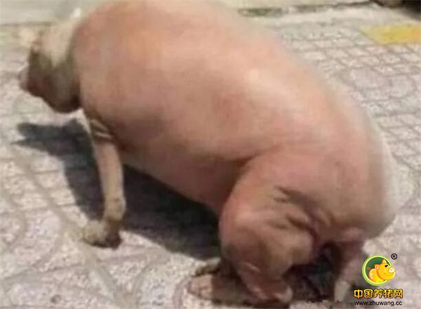 朋友上前一看究竟，原来是一只猪背对着人们，坐在地上，朋友心想，这是谁家的猪，不在家里好好养着，怎么跑到路上坐着呢？